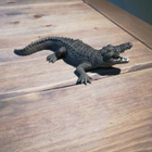 SCHLEICH KROKOTIILI - pikkukuva 2