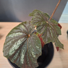Begonia U168 - pikkukuva 2