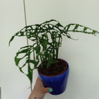 'Menninkäisen lehti' Monstera obliqua - pikkukuva 2