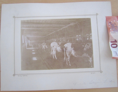 VANHA Valokuva Navetta Lehmät Turku n.1880-luku