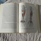 ALFRED BENNINGHOF - lehrbuch der anatomie des menschen - pikkukuva 3