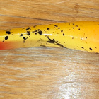 Turus-Ukko 20cm 1 - pikkukuva 2