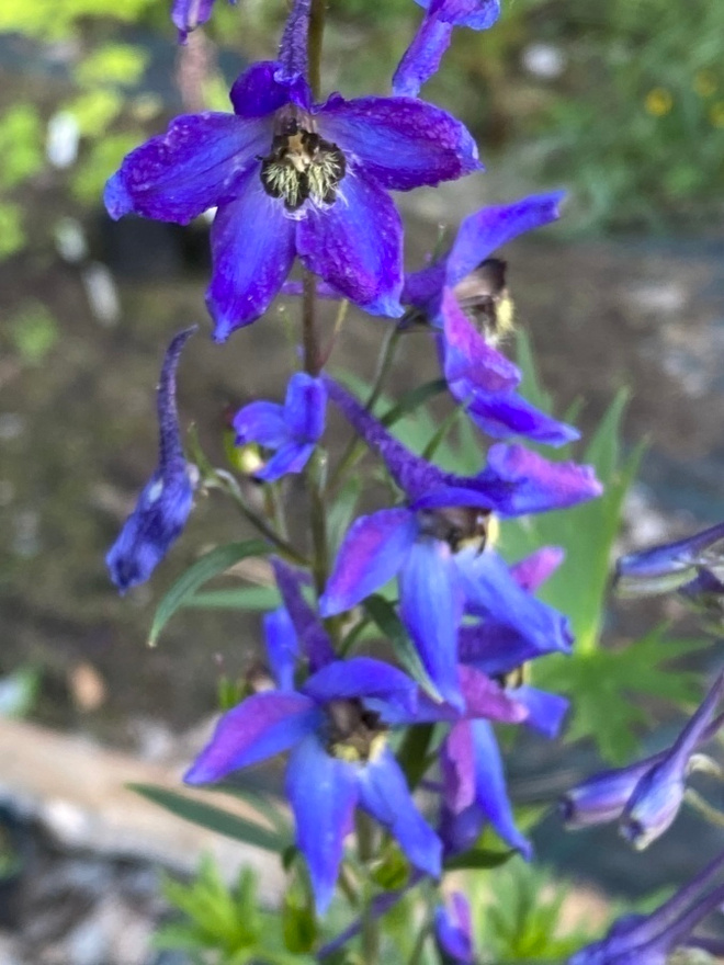 Isoritarinkannus (Delphinium elatum), siemeniä 50 kpl