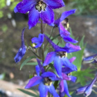 Isoritarinkannus (Delphinium elatum), siemeniä 50 kpl - pikkukuva 1