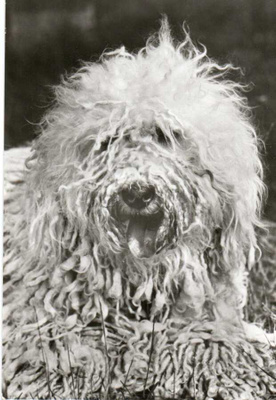 PULI POSTIKORTTI