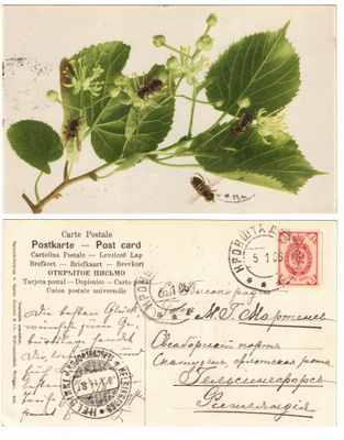 Vanha kortti, lehmuksen kukinta ja ampiaiset, v. 1906