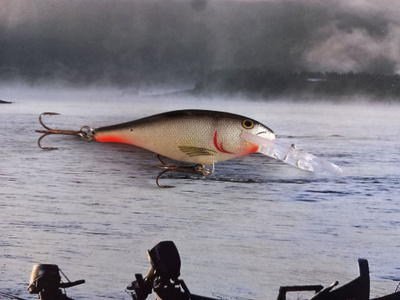Rapala shad rap