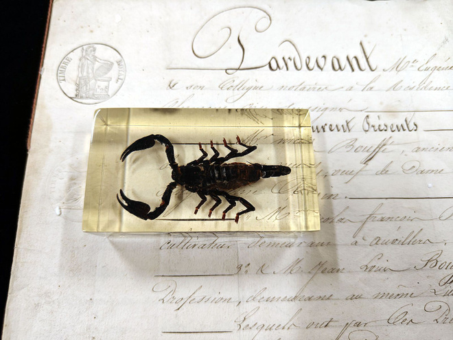 Natura Obscura – Entomologinen näyte no. 370