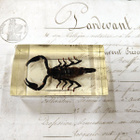 Natura Obscura – Entomologinen näyte no. 370 - pikkukuva 1