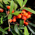 Välimerentulimarja (Pyracantha coccinea), siemeniä 30 kpl - pikkukuva 2