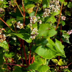 Tattari (Fagopyrum esculentum), siemeniä 50 kpl - pikkukuva 2