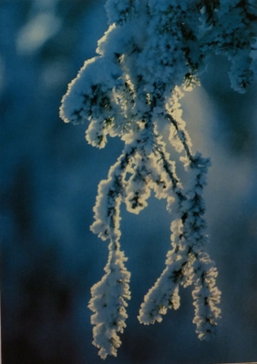 Juhani Hummasti - Valo metsässä foto tk