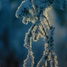 Juhani Hummasti - Valo metsässä foto tk - pikkukuva 1