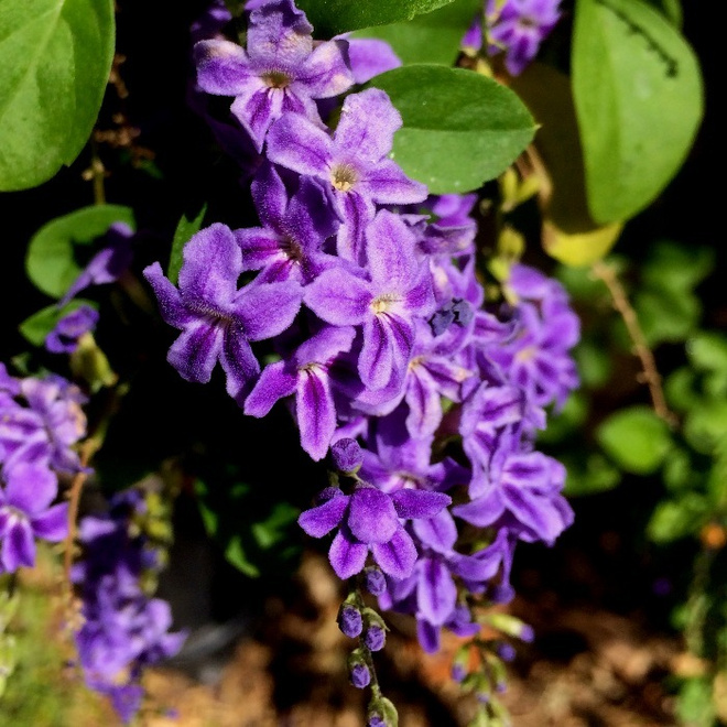 Kultakastepensas (Duranta erecta), siemeniä 20 kpl