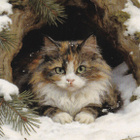 Kissa kortti - pikkukuva 1