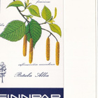 FINNPAP,  Betula Alba , aski , aihio.  b446 - pikkukuva 2