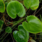 Suovehka (Calla palustris), siemeniä 40 kpl - pikkukuva 2