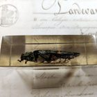 Natura Obscura – Entomologinen näyte no. 328 - pikkukuva 2