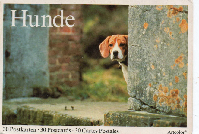 BEAGLE  POSTIKORTTI