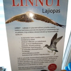 Pertti Koskimies : Linnut lajiopas ( SIS POSTIKULU) - pikkukuva 2