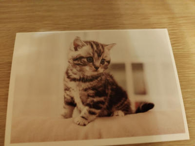 Kissa kortti,kulkematon.