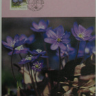 Maksimikortit 8, 13-15 Suomi - pikkukuva 4