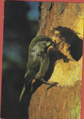 WWF Lapintiainen