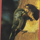 WWF Lapintiainen - pikkukuva 1