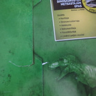 Dinosaurusmetsästäjä - pikkukuva 2
