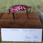 Turdus Pätäkkä 5,5cm Pink Lady  Jalokalalle - pikkukuva 2