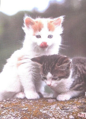 2 kissaa