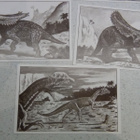 Dilophosaurus wetherilli, Chasmosaurus belli,Stegosaurus YM - pikkukuva 3