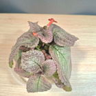 Episcia / kuparilehti - pikkukuva 2
