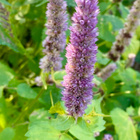 Yrtti-iiso (Agastache foeniculum), siemeniä 100 kpl - pikkukuva 2