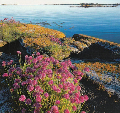 Ruoholaukkaa kivikossa (neliökortti)