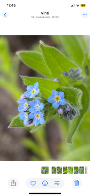 Peltolemmikki (Myosotis arvensis), siemeniä 100 kpl