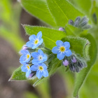Peltolemmikki (Myosotis arvensis), siemeniä 100 kpl - pikkukuva 1