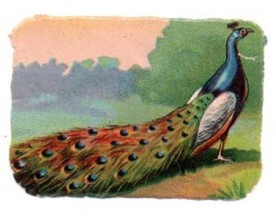 WANHA NELKKU / Korea riikinkukko. 1900-l:n alku.