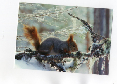 °"ORAVA KUUSENOKSALLA"°  -KORTTI /Paletti