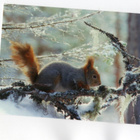°"ORAVA KUUSENOKSALLA"° -KORTTI /Paletti - pikkukuva 1