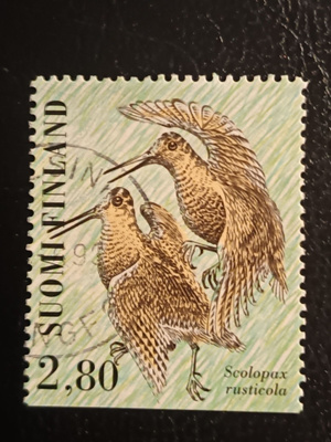 Kahlaajalintuja - 96