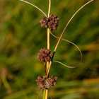 Pallokaisla (Scirpoides holoschoenus), siemeniä 50 kpl - pikkukuva 1