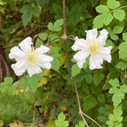 Kiinanlumikärhö (Clematis potaninii), siemeniä 40 kpl - pikkukuva 1