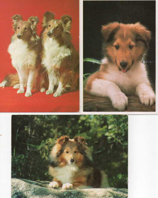 3 COLLIE POSTIKORTTIA