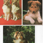 3 COLLIE POSTIKORTTIA - pikkukuva 1