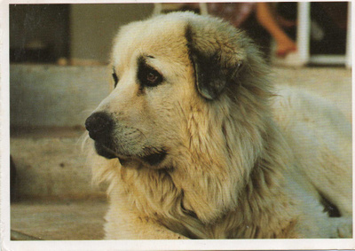 KOIRA POSTIKORTTI
