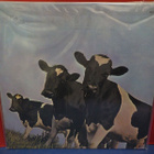 PINK FLOYD - ATOM HEART MOTHER HOL -86 M-/EX LP - pikkukuva 2