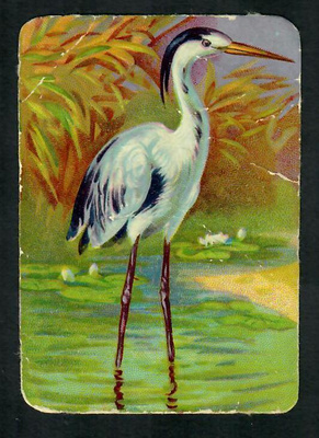 Wanha - Lintunelkku - Kaunis lintu 8 - 1900-luvun alku