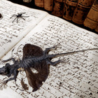 Taksidermia – Draco volans -lentolisko - pikkukuva 3