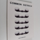 Common ostrich - pikkukuva 1